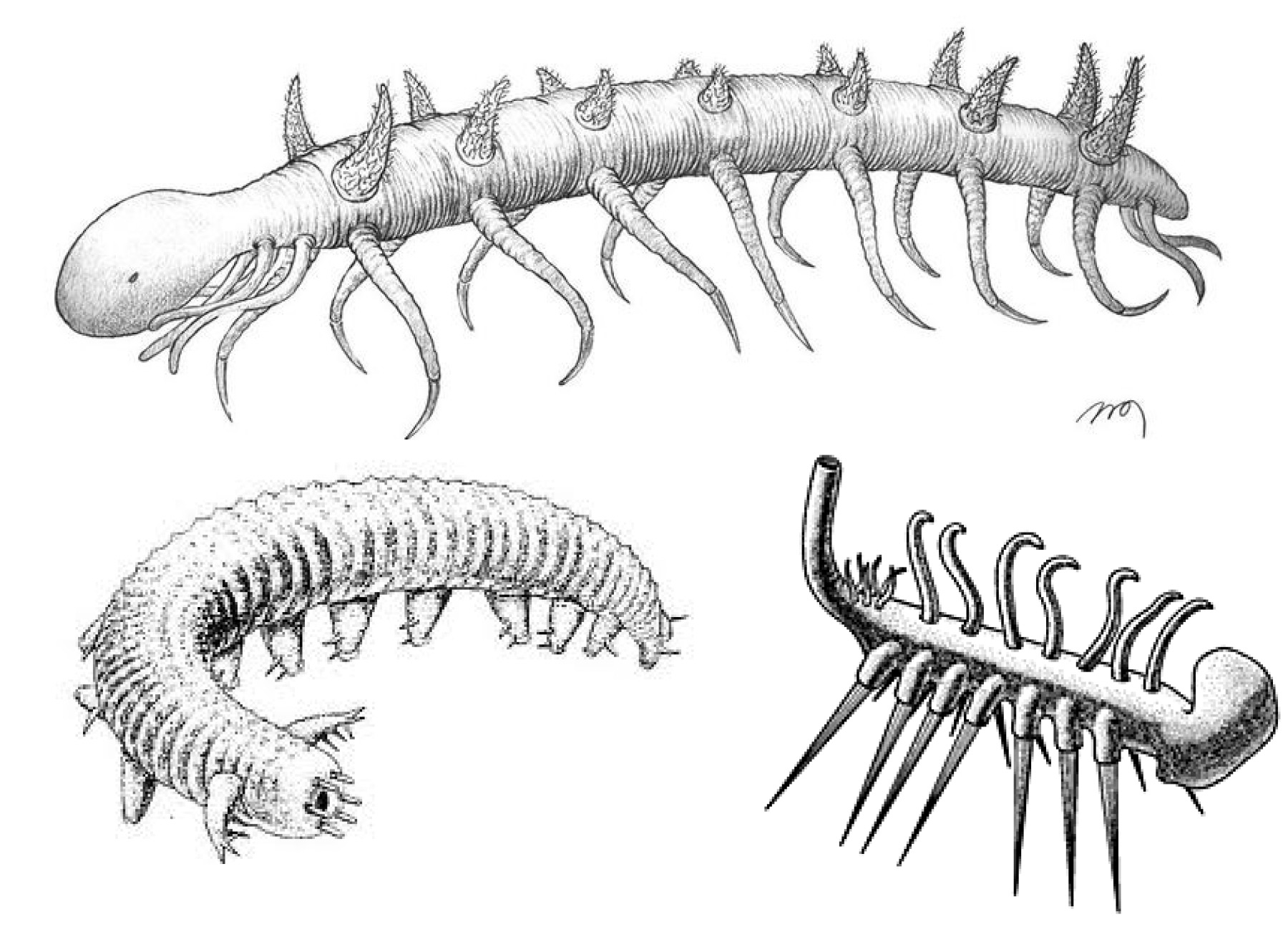Hallucigenia