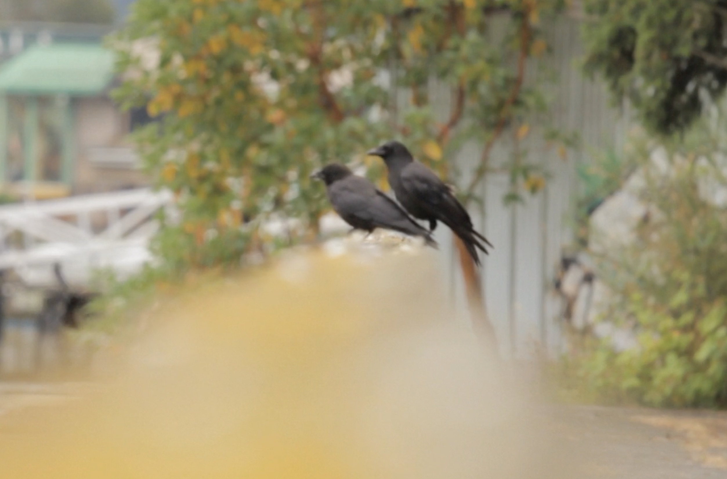 Musique de Chambre (Noire)